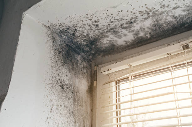 Affordable Mold Inspection And Testing solutions in Marlton, MD